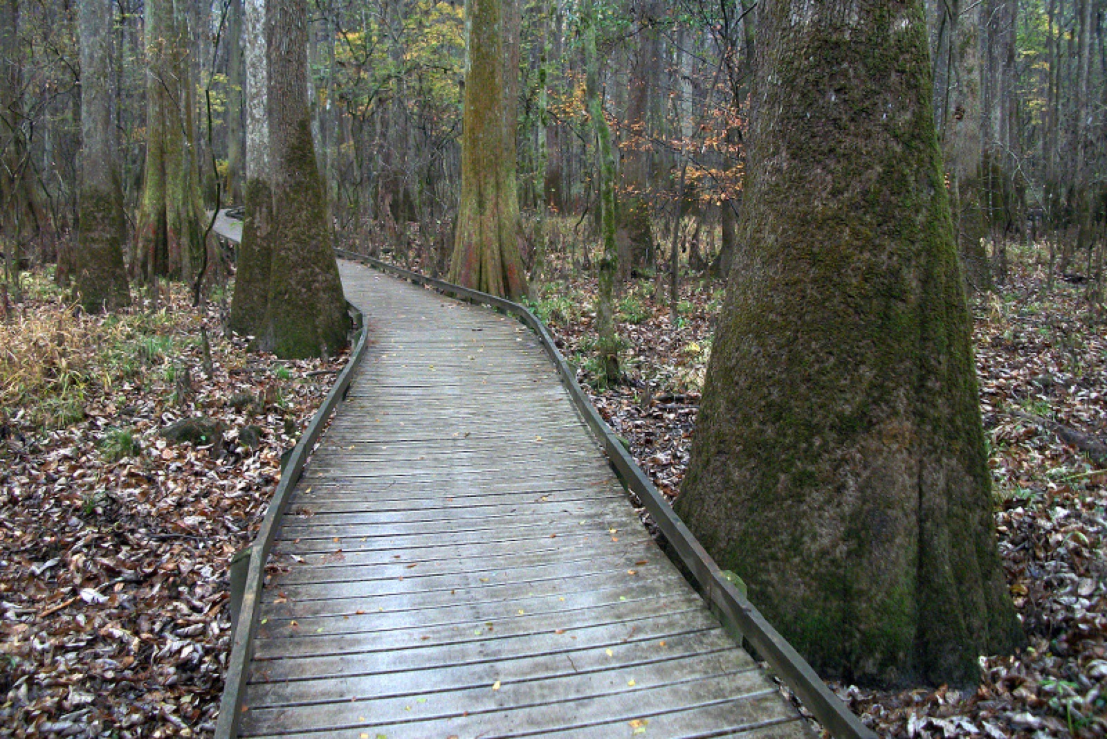 Cypress and tupelo on the Boardwalk Loop, Congaree