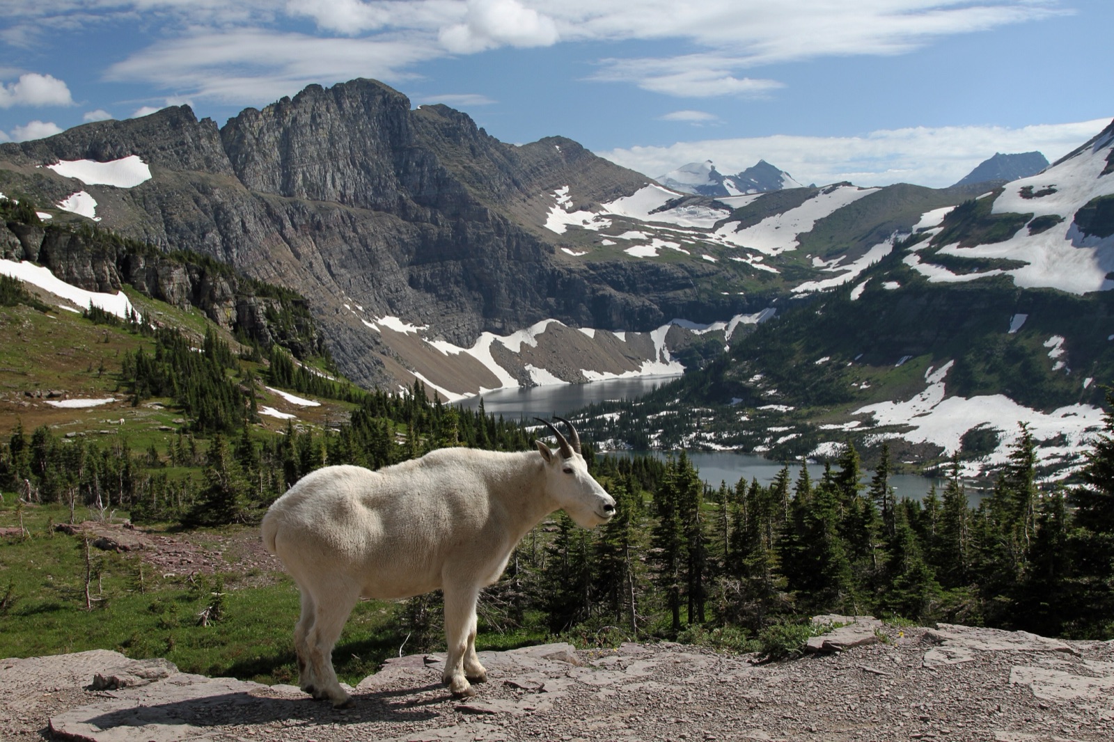 Mountain goat at Hidden Lake, Glacier National Park