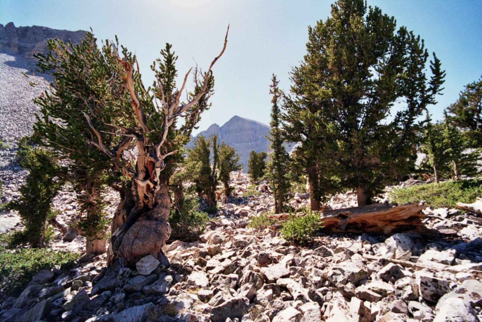Bristlecone pines below Wheeler Peak, Great Basin
