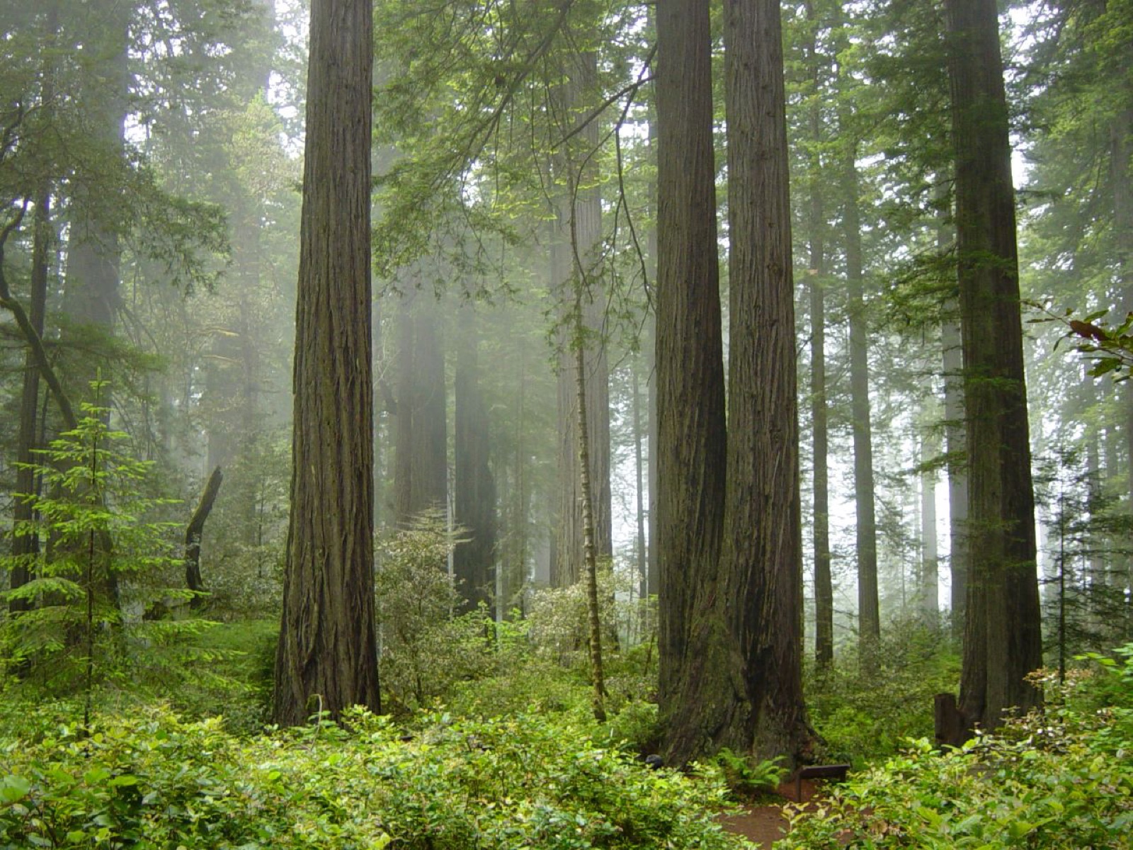 Fog in the redwood forest, Redwood National Park