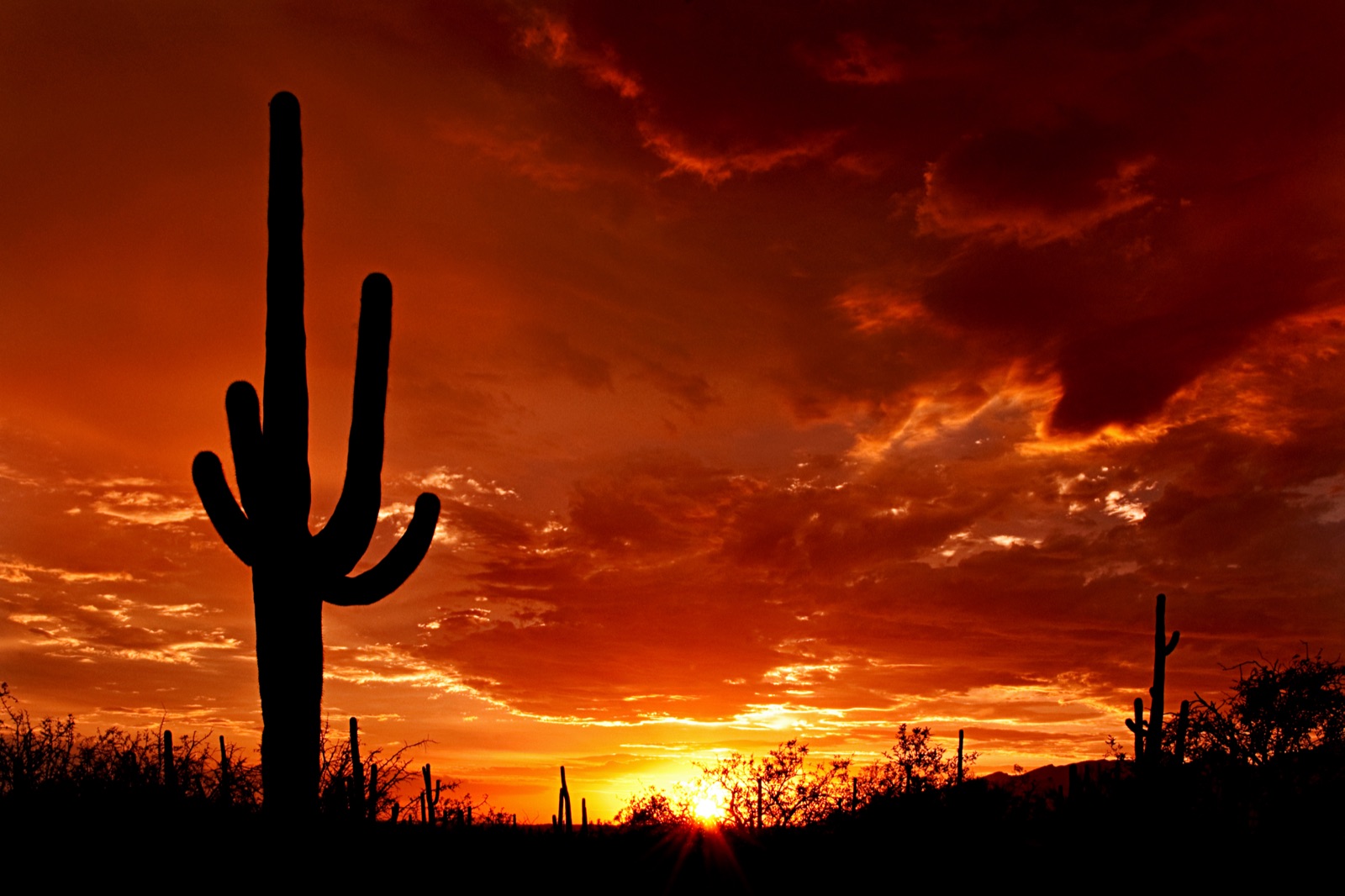 Saguaro forest at sunset, Saguaro National Park