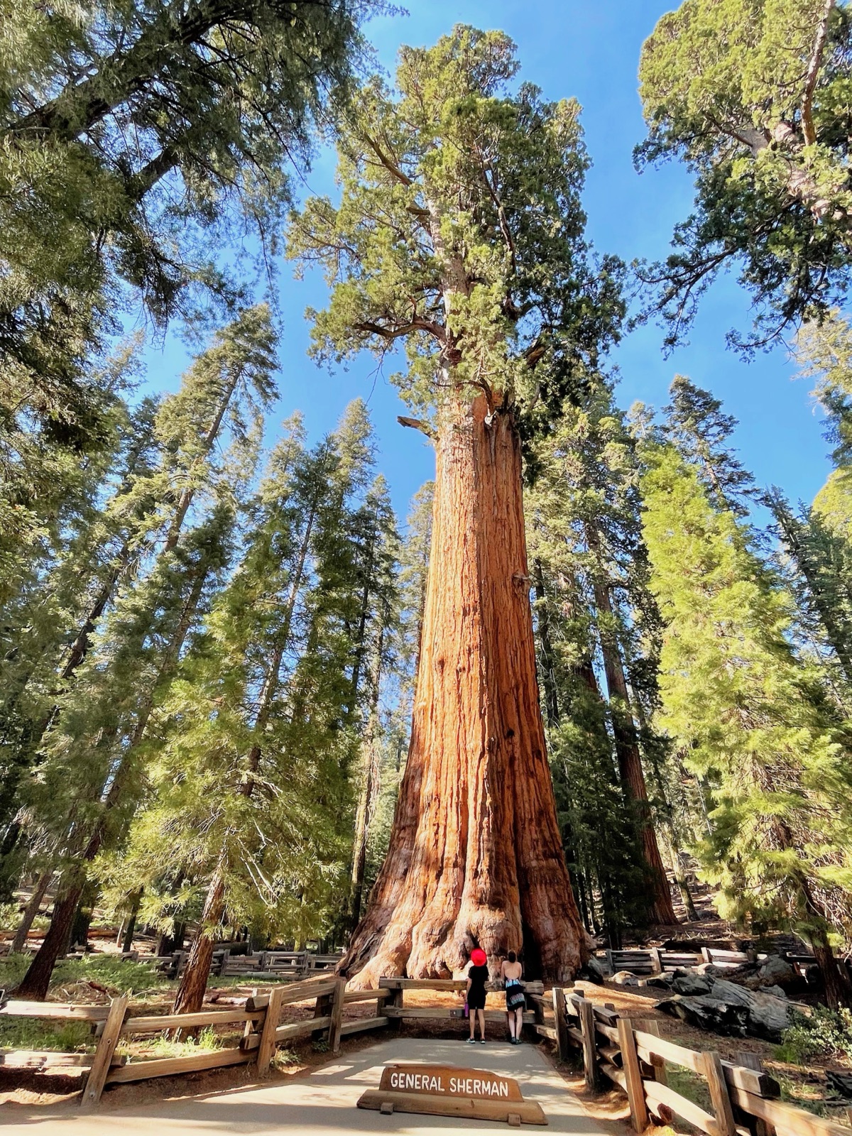 General Sherman Tree, Giant Forest, Sequoia National Park