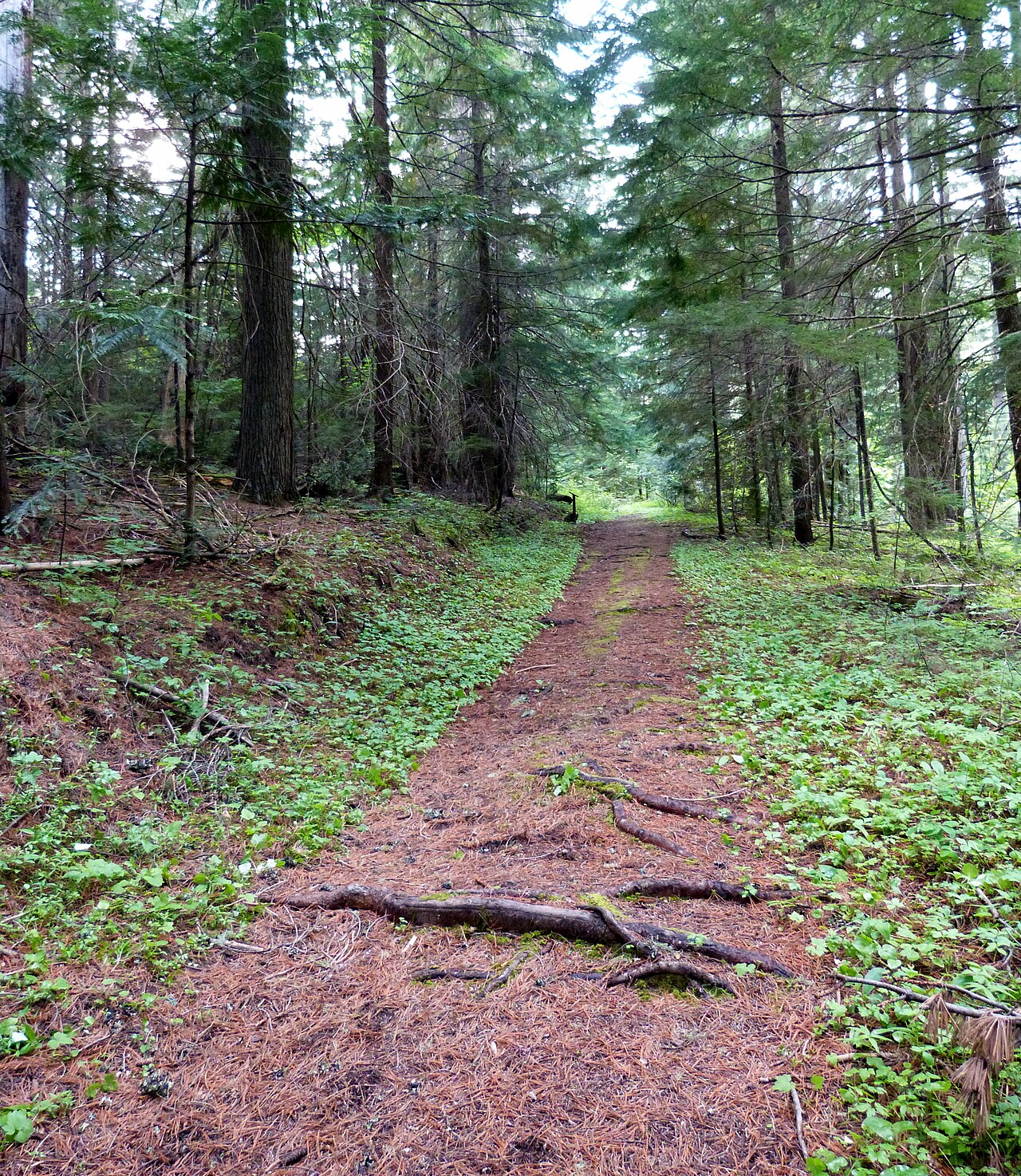 A wooded segment of the historic Mullan Road winding through Fourth of July Pass in northern Idaho, near the I-90 crossing east of Coeur d'Alene.