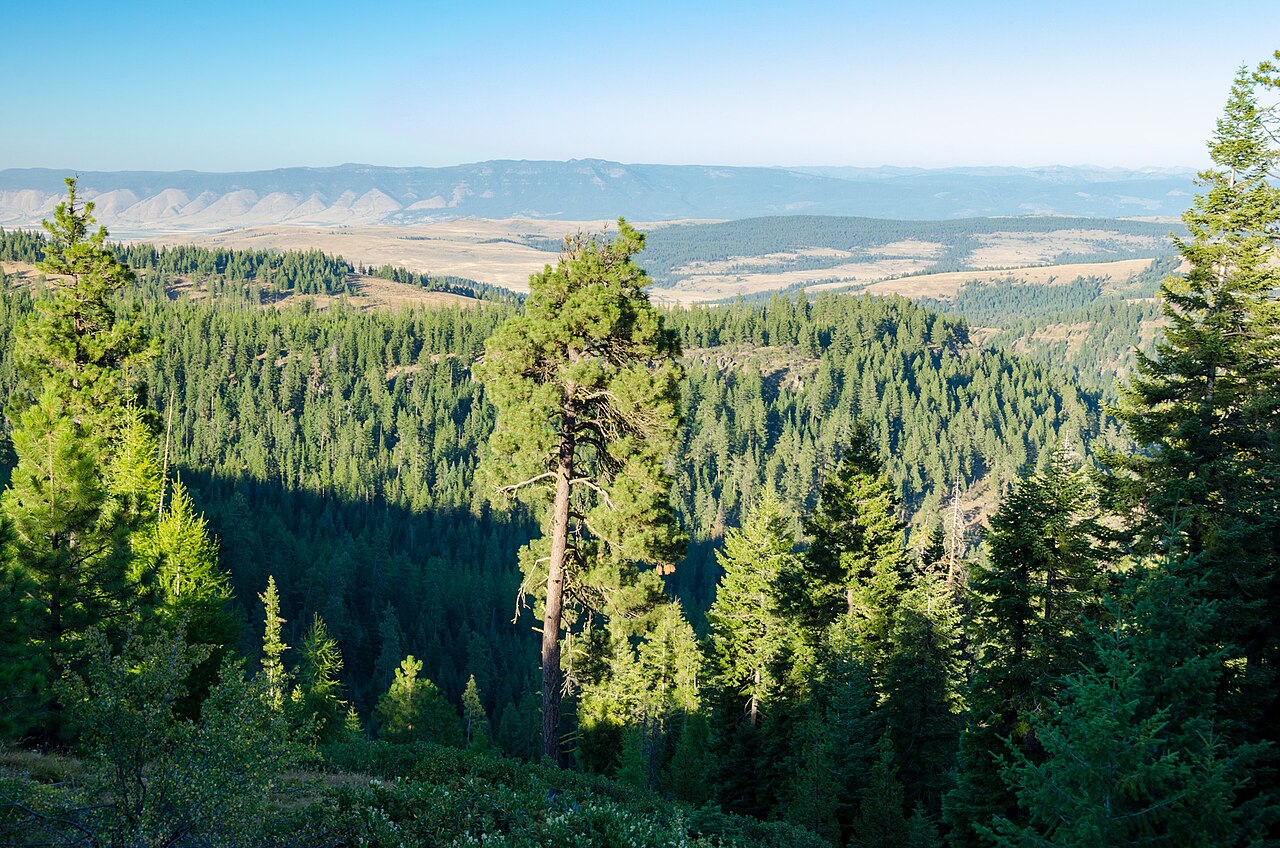 A forested view along Ladd Canyon Road in Union County, Oregon, near the I-84 grade known as Ladd Canyon Hill.