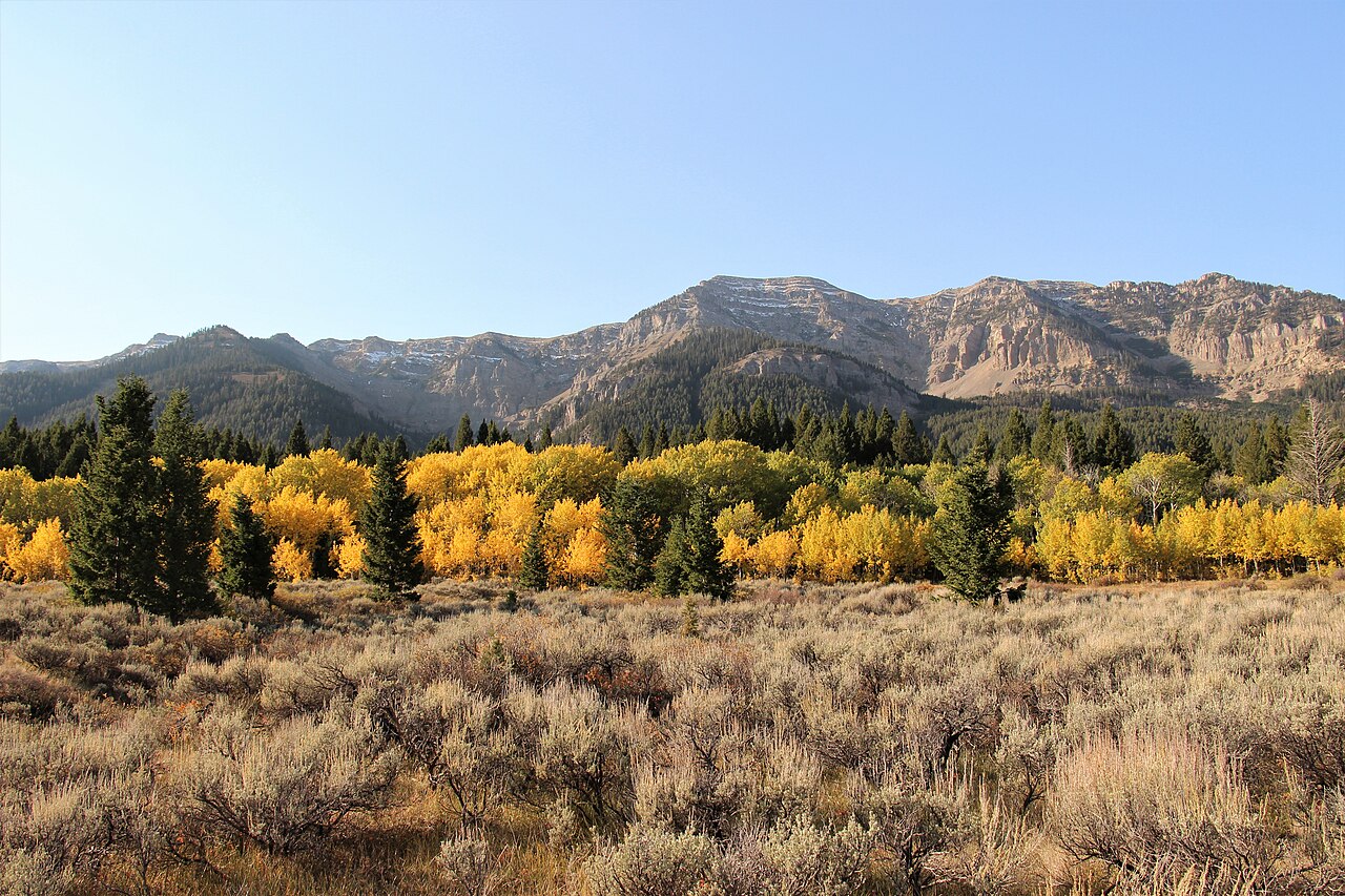 Golden autumn aspens below the Centennial Mountains near Monida Pass, the Continental Divide crossing on I-15 at the Idaho-Montana line.