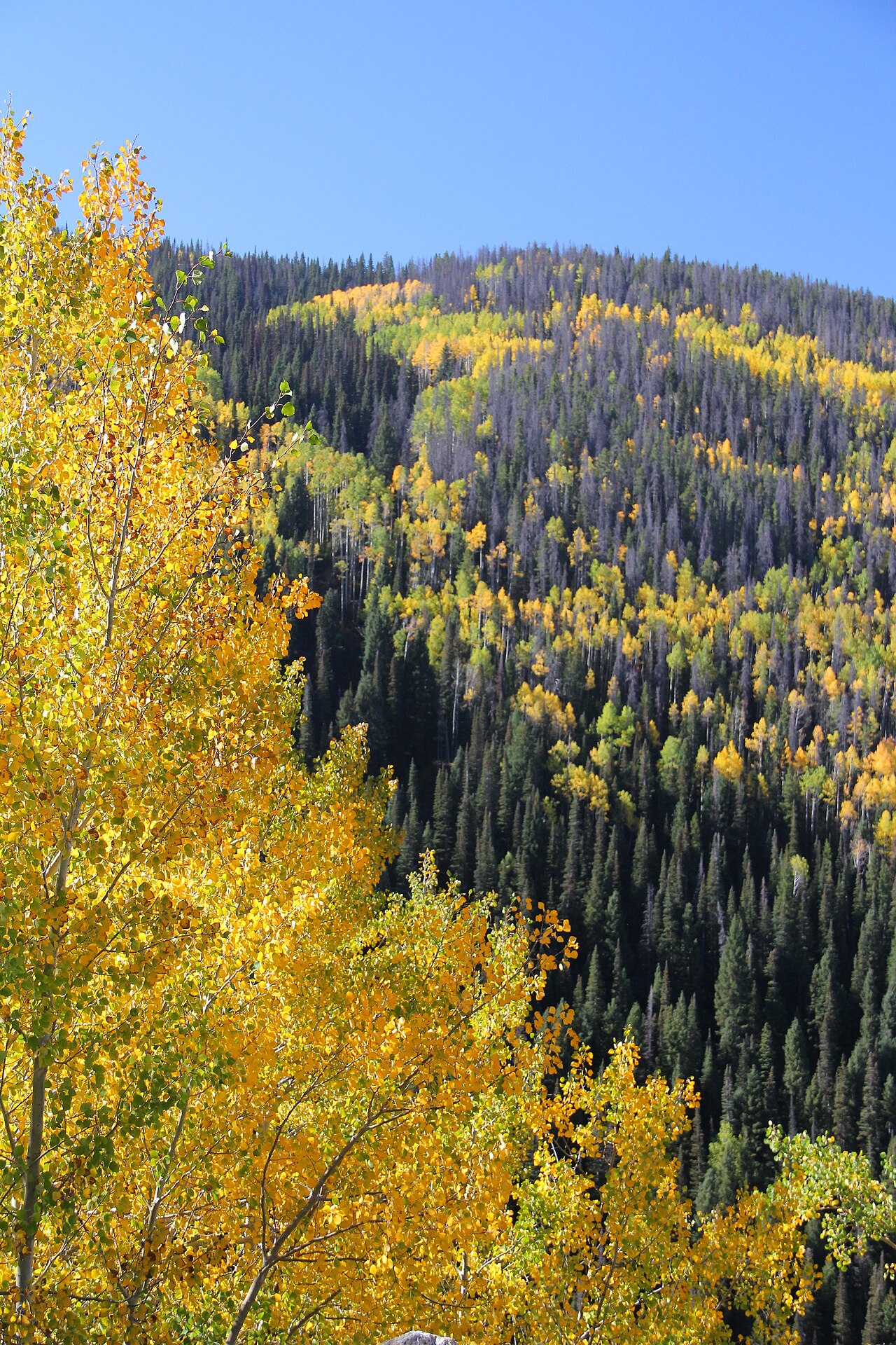 View from Rabbit Ears Pass on US-40 near Steamboat Springs, Colorado, during fall (photographed Sept 25, 2014).
